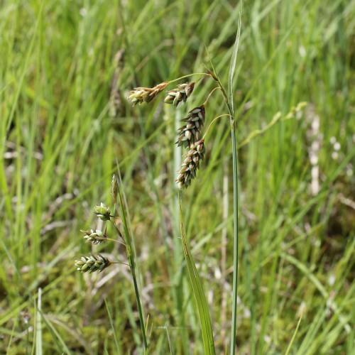 green-brown spikelets with green foliage and stems