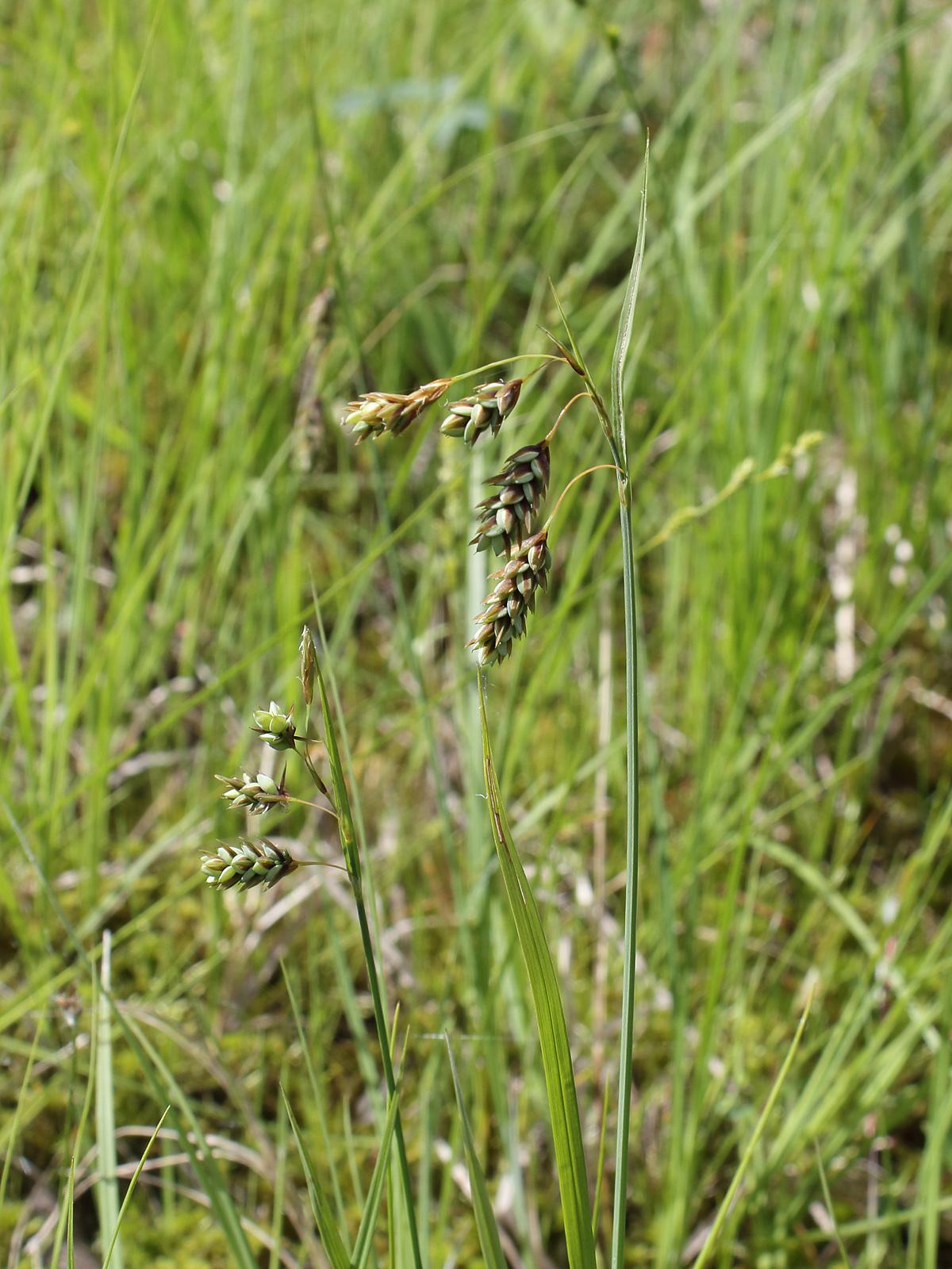 green-brown spikelets with green foliage and stems