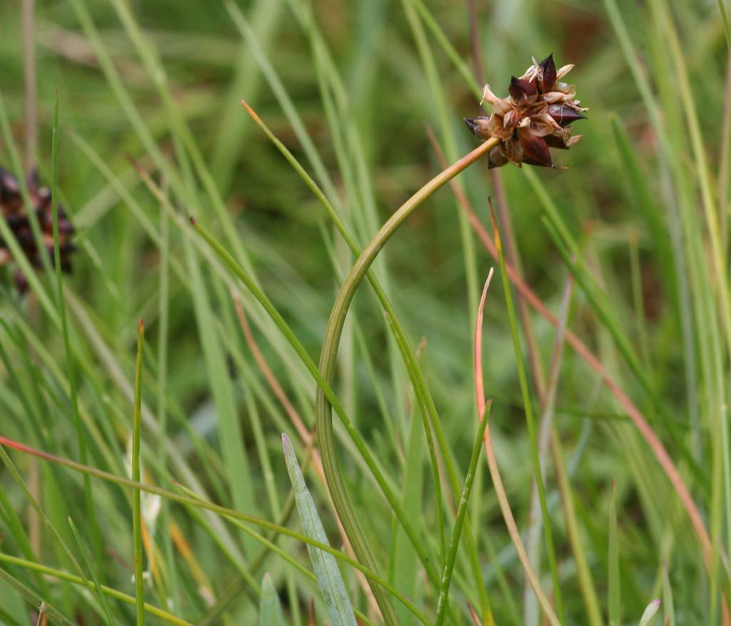 dark-brown spikelets with brown-green foliage and stems