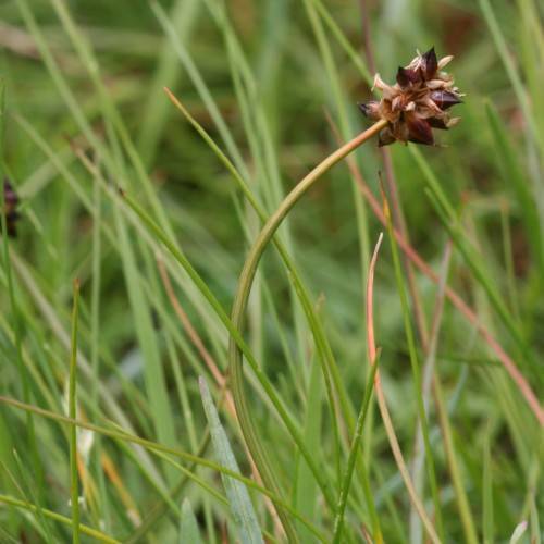 brown spikelets with brown-green foliage