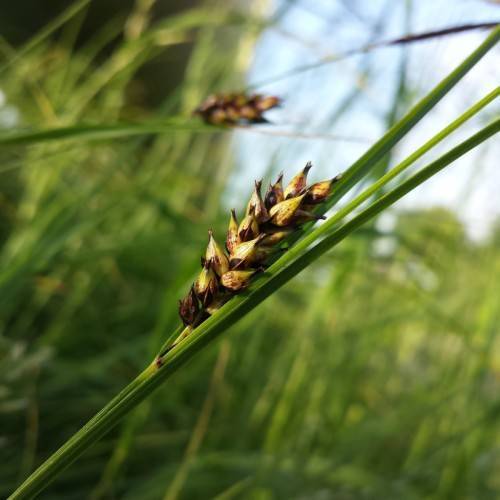gold-brown spikelets with green foliage