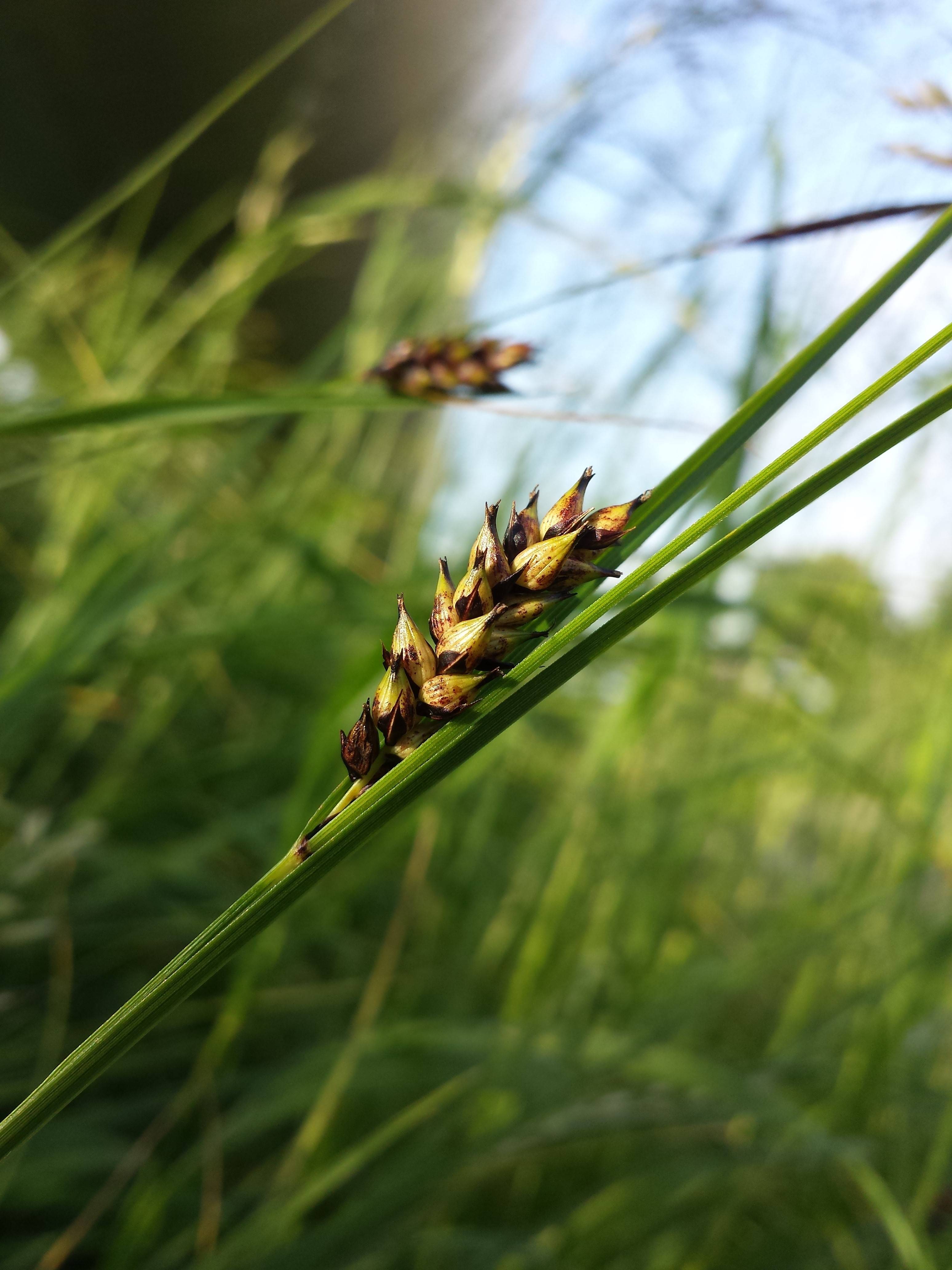 gold-brown spikelets with green foliage