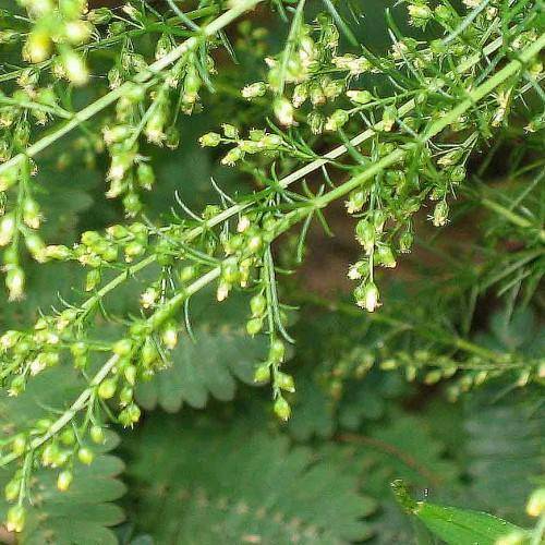 Green branches with green leaves and green-yellow buds
