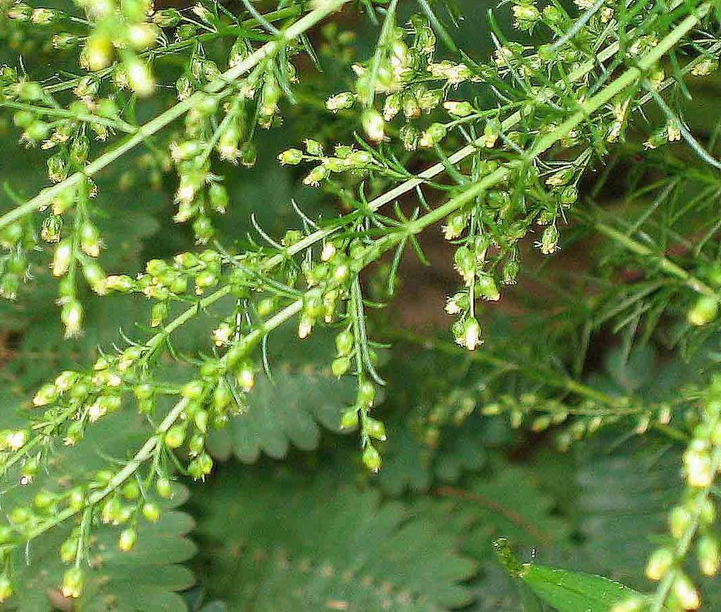 Green branches with green leaves and green-yellow buds