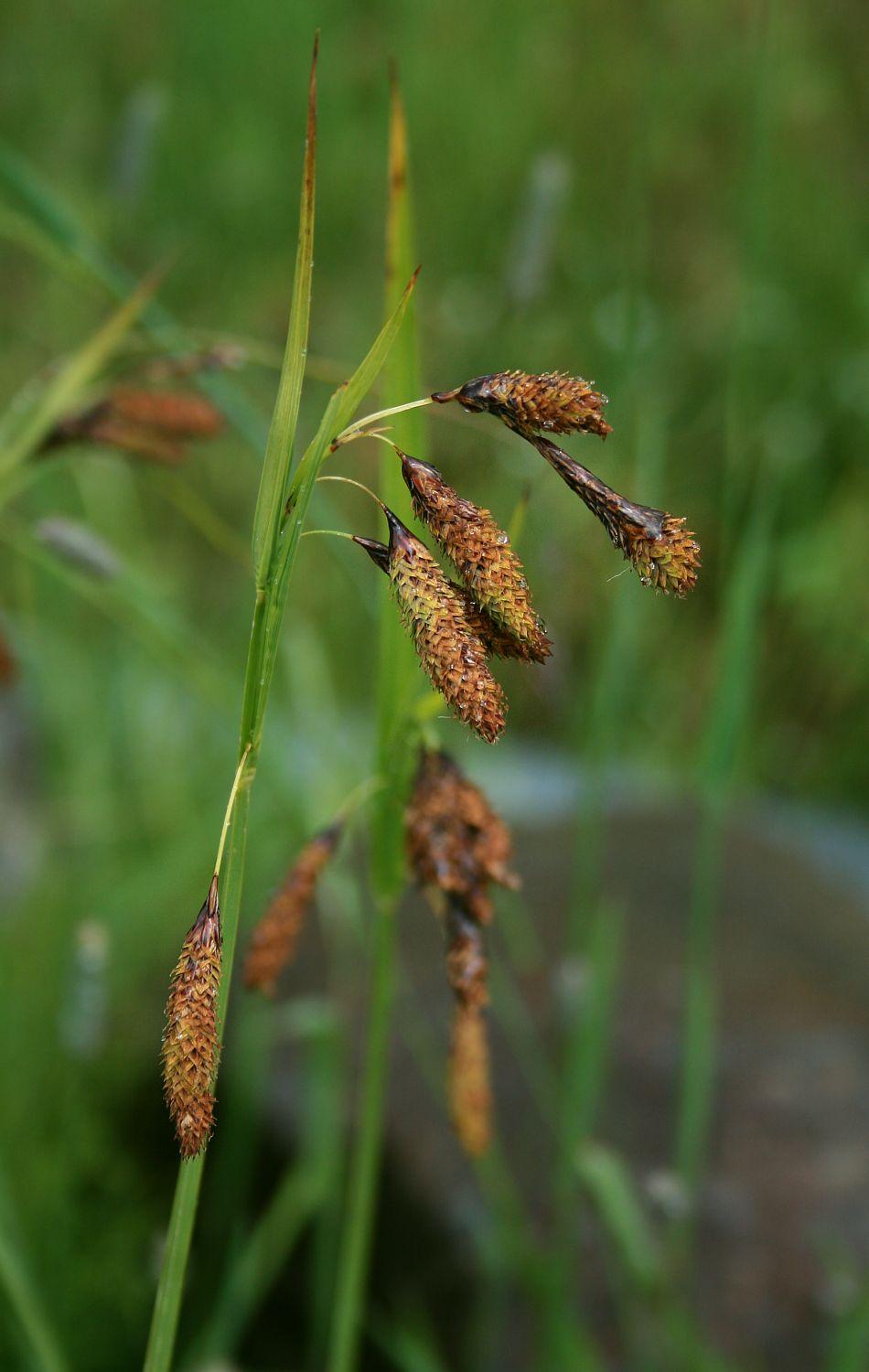 orange-brown spikelets with green leaves and stems