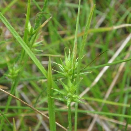 lime spikelets with lime-green foliage
