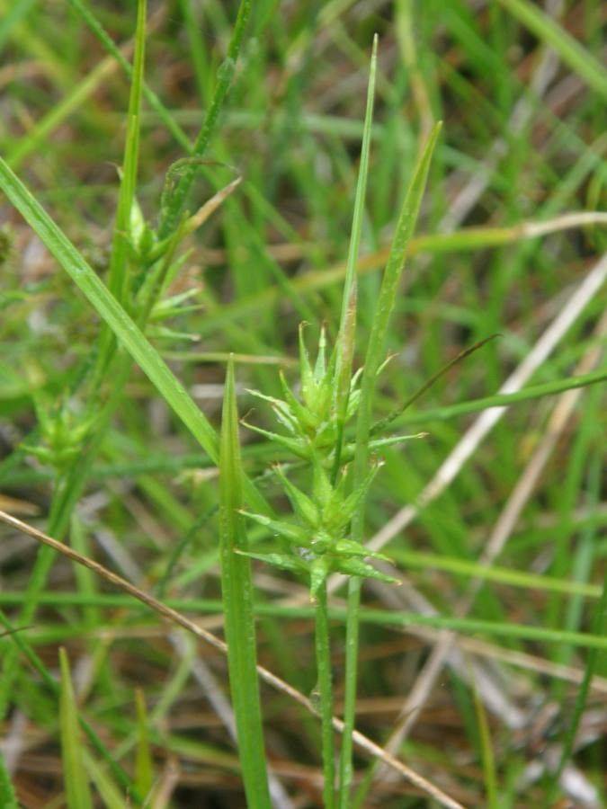 lime spikelets with lime-green foliage