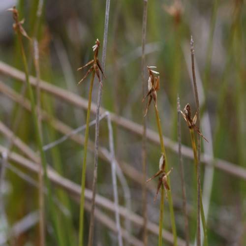 brown flowers with green-yellow foliage and stems