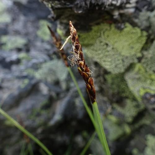brown-beige spikelets with green stems and foliage