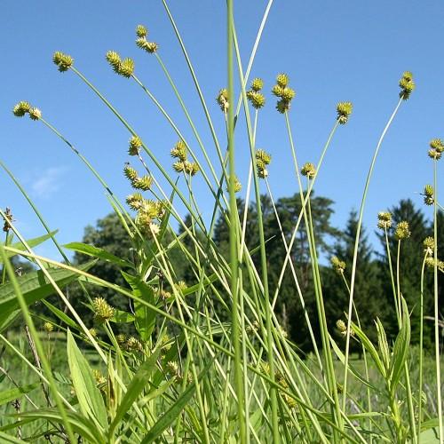 lime spikelets with lime leaves and stems