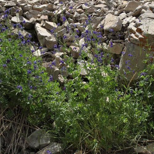 Green stalks with green leaves and purple-blue flowers.