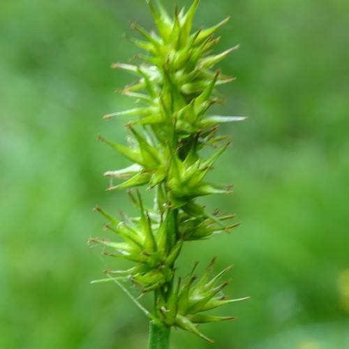 lime-brown spikelets with green foliage