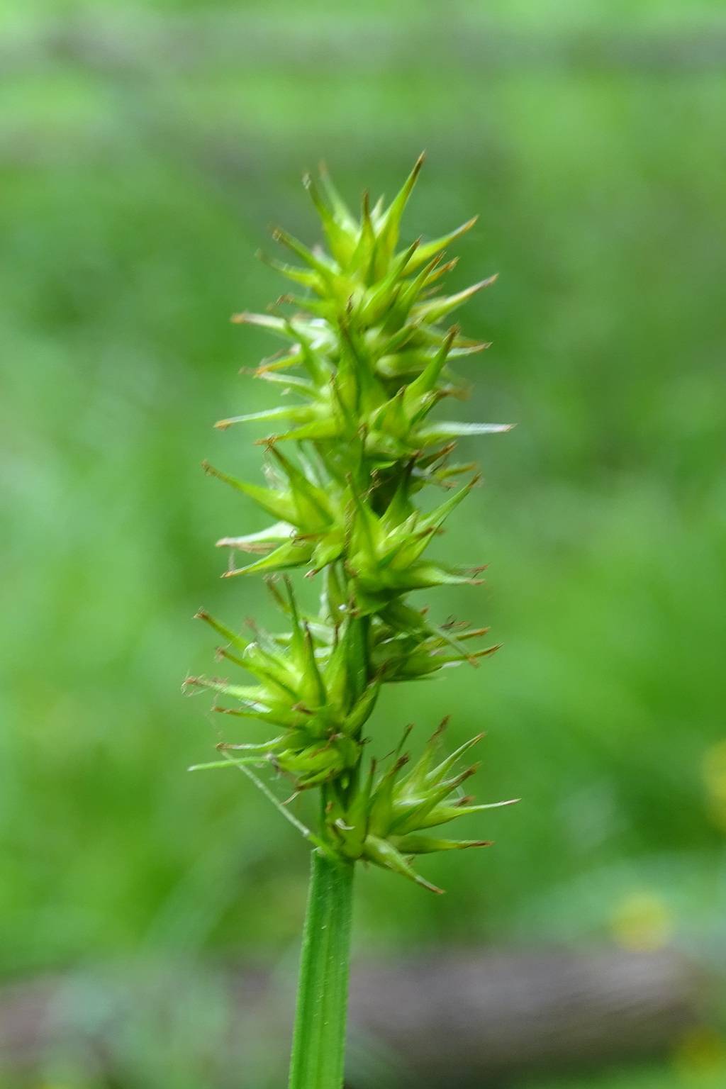 lime-brown spikelets with green foliage