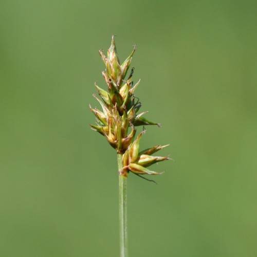 lime-brown spikelet with green foliage