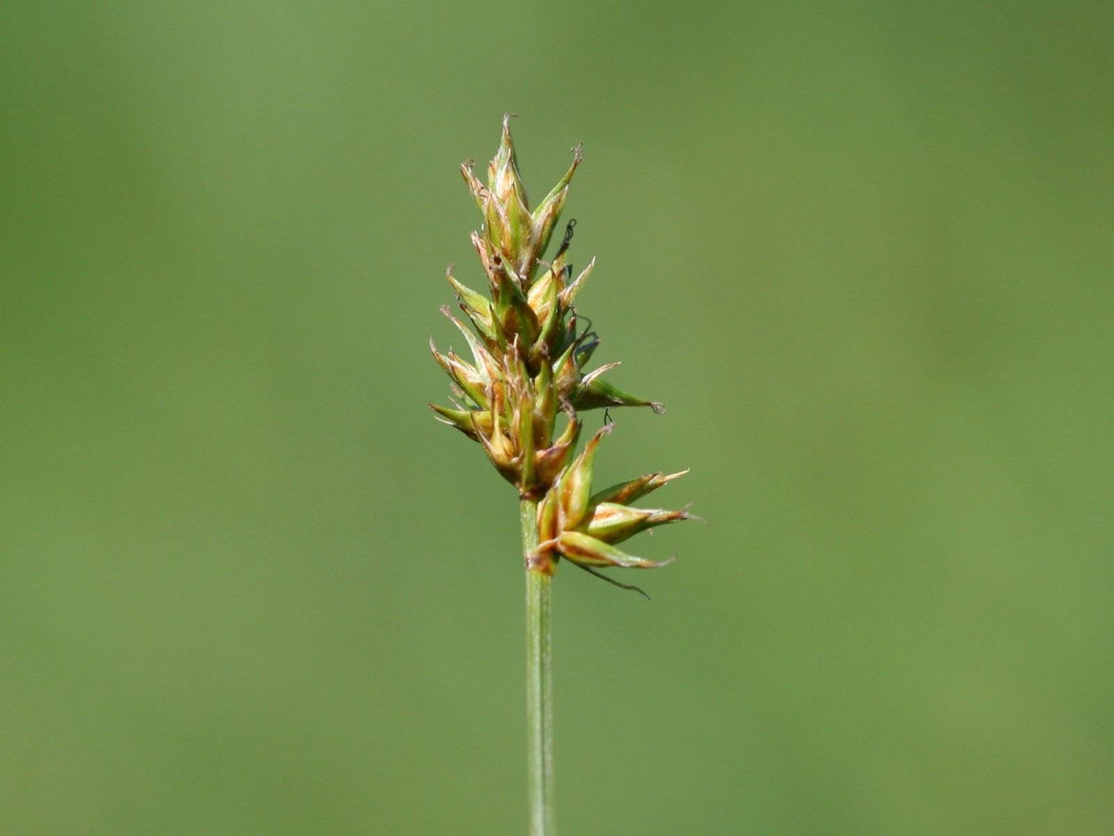 lime-brown spikelet with green foliage