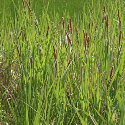 brown spikelets with green-yellow foliage and stems
