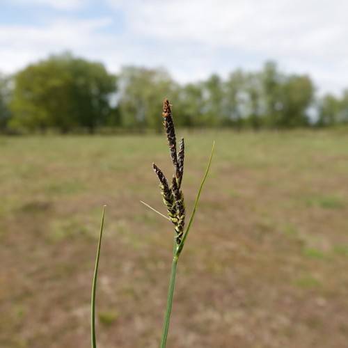 brown spikelets with green-yellow stems