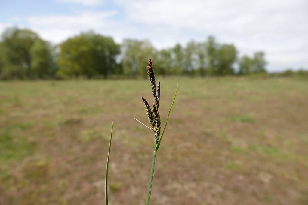 brown spikelets with green-yellow stems