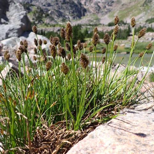 Dark-green leaves and brown seedhead.