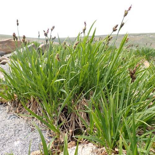 brown spikelets with lime-green foliage and stems