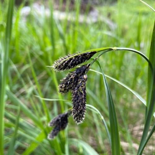 gray-brown spikelets with lime-green foliage and stems