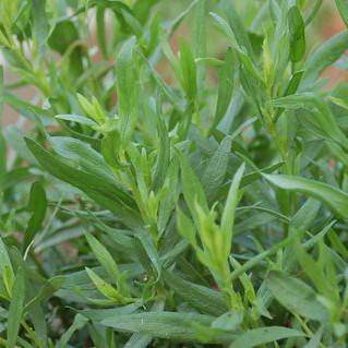 Green leaves on lime-green stems.