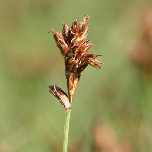 beige-brown spikelets with light-green stem