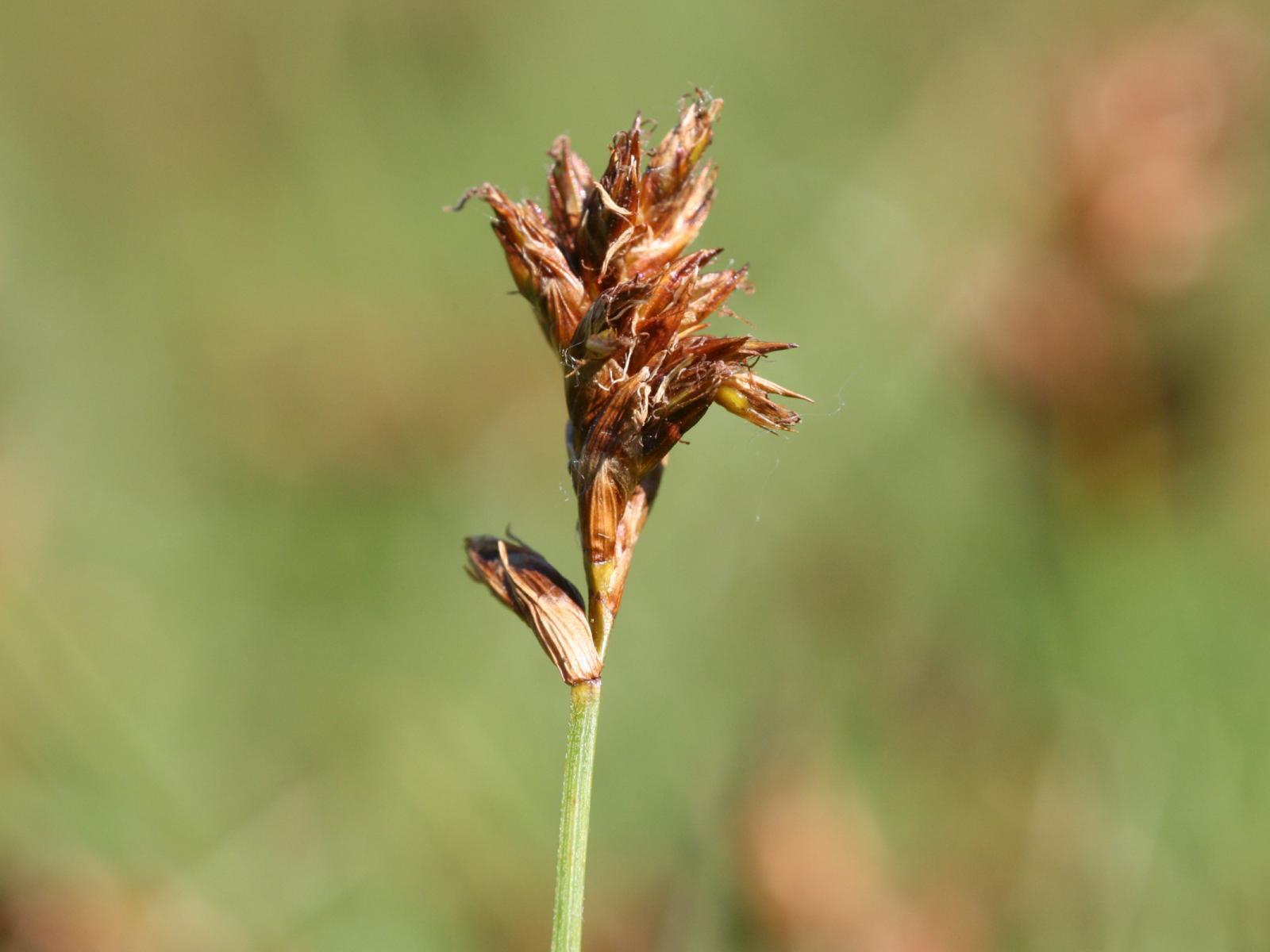 beige-brown spikelets with light-green stem