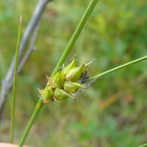 lime-yellow spikelets with green foliage