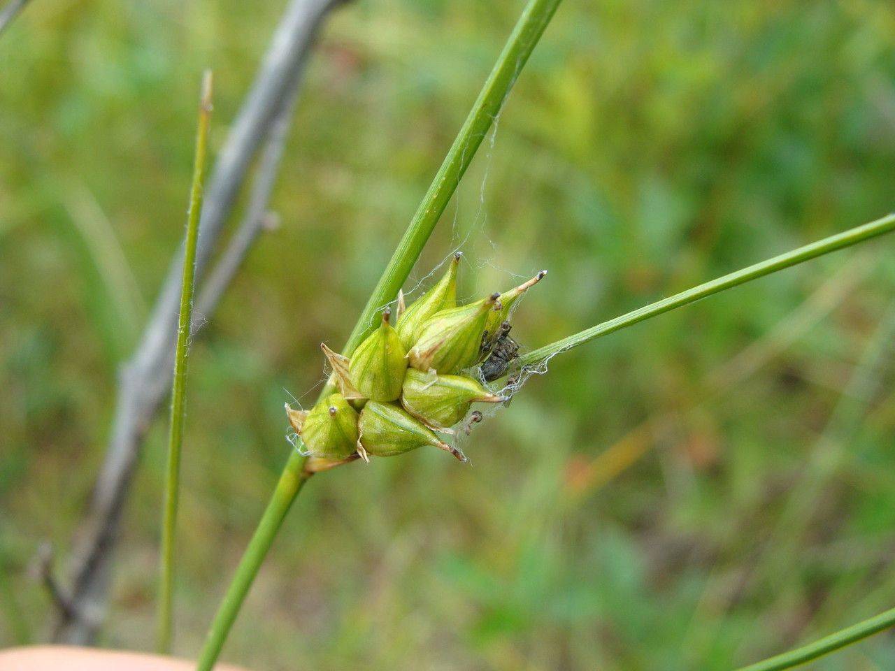 lime-yellow spikelets with green foliage