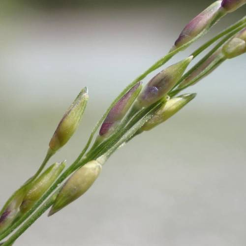 yellow-purple buds with green stems