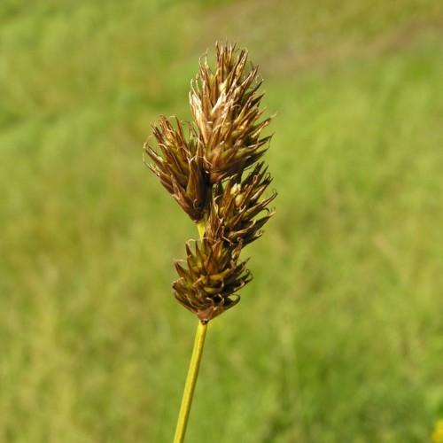 brown-lime spikelets with lime-yellow stem