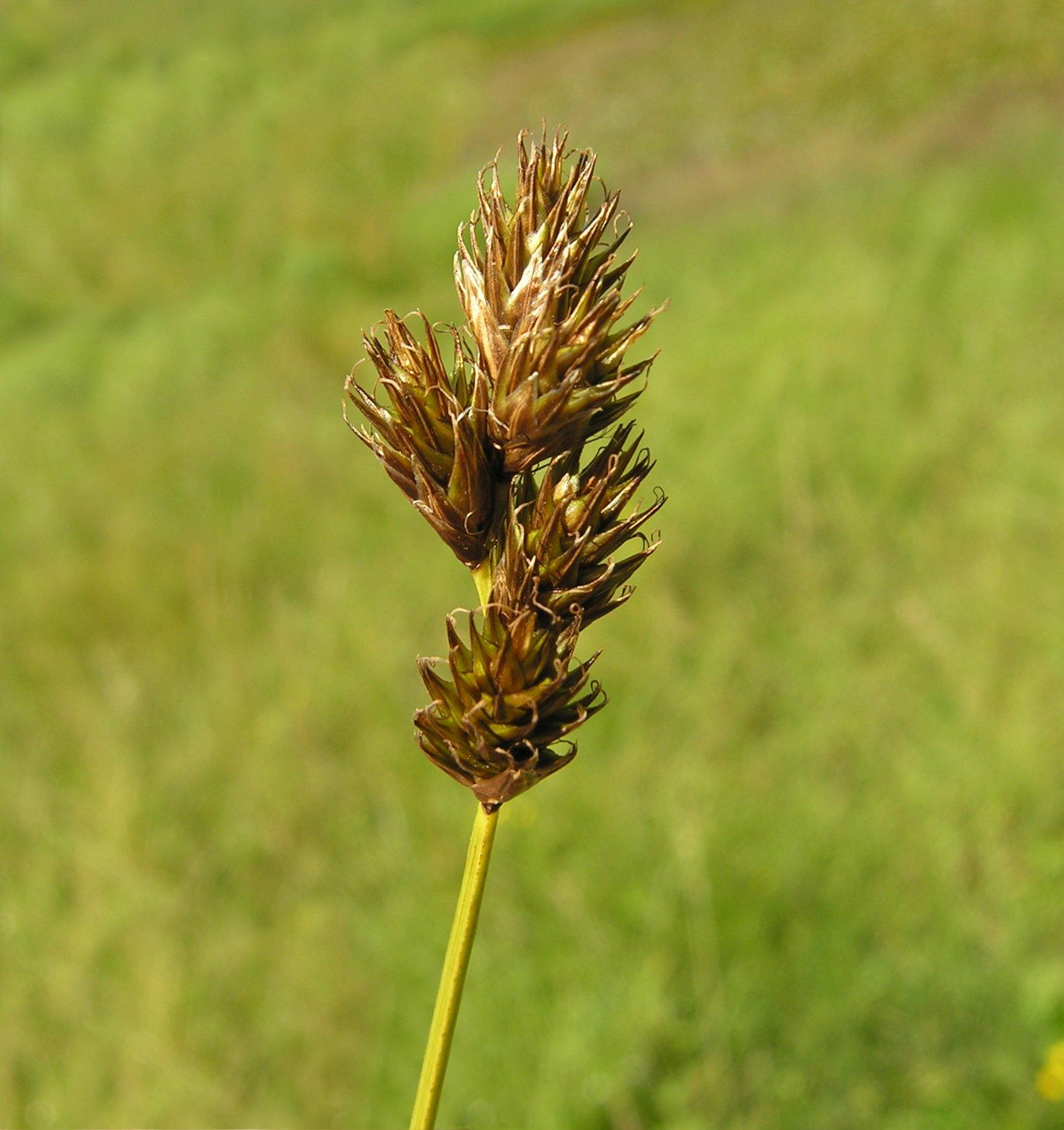 brown-lime spikelets with lime-yellow stem