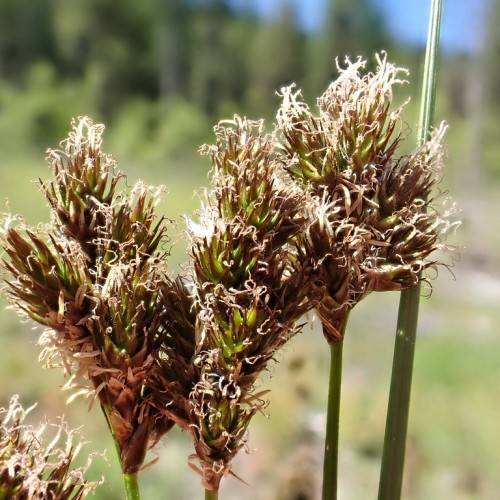 brown-lime flowers with green stems