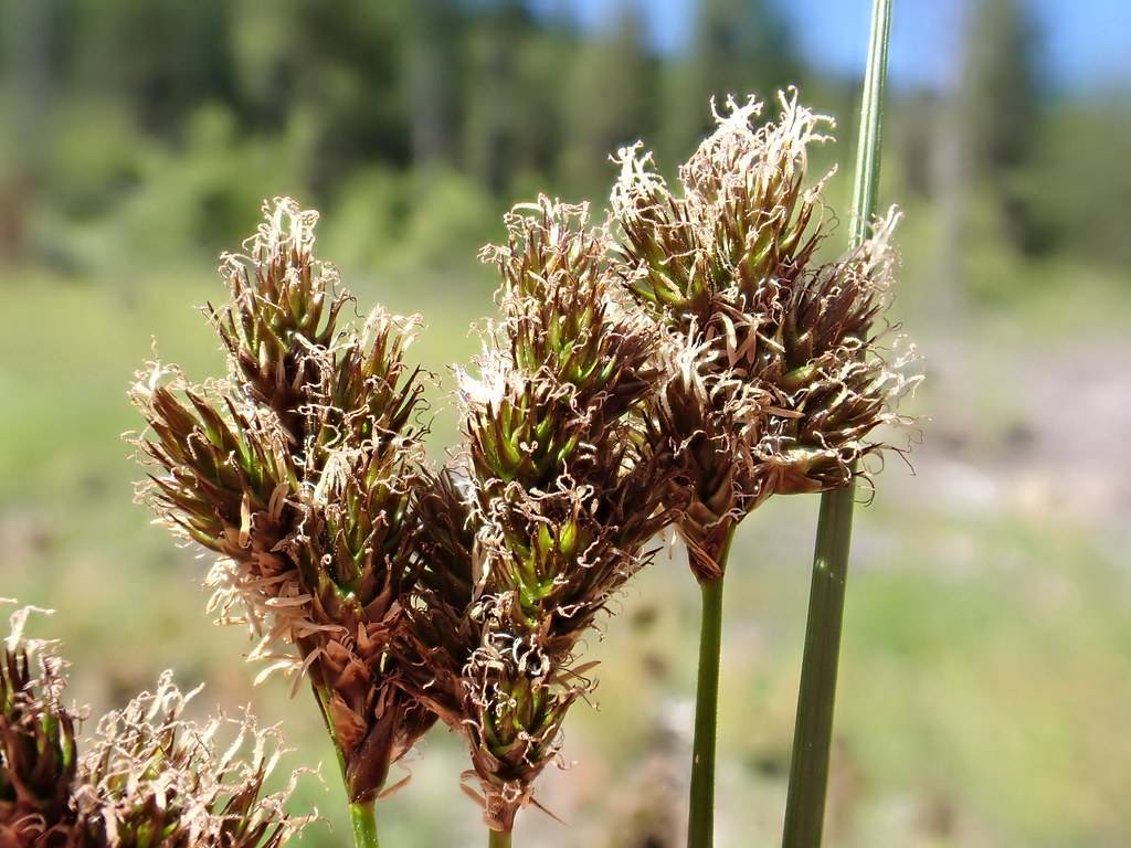 brown-lime flowers with green stems