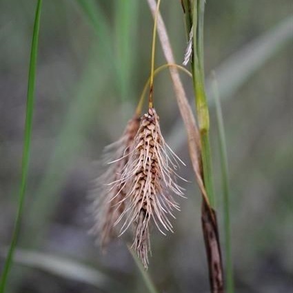 Beige-brown spikelet with yellow stem and green leaves.