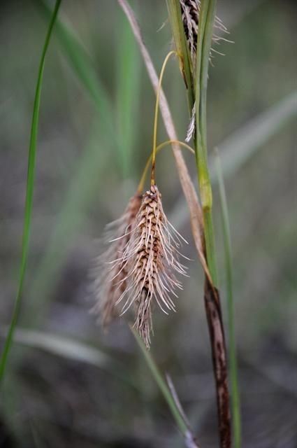 brown spikelets with white hairs and green-brown foliage