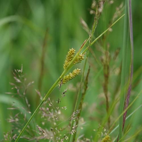 lime spikelets, light-brown flowers, green foliage and stems