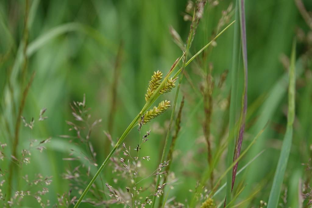 lime spikelets, light-brown flowers, green foliage and stems