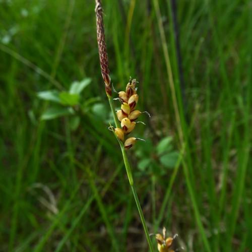 brown-yellow spikelet on a green stem with green foliage
