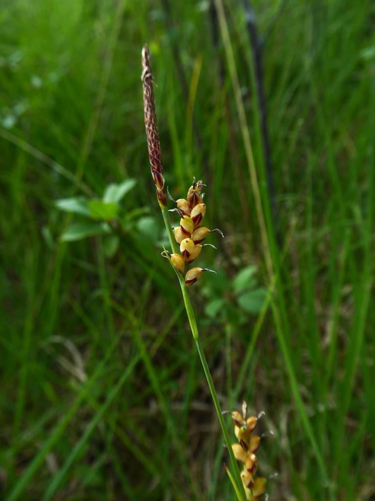 brown-yellow spikelet on a green stem with green foliage
