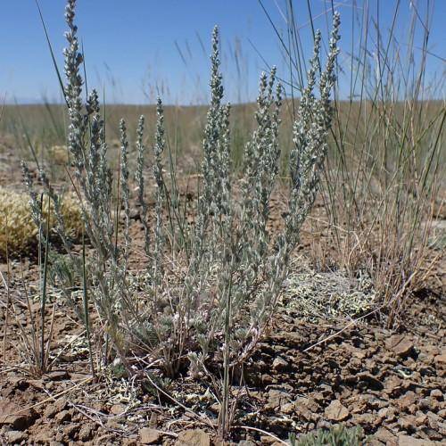 Silver-green leaves on gray-green stalks.