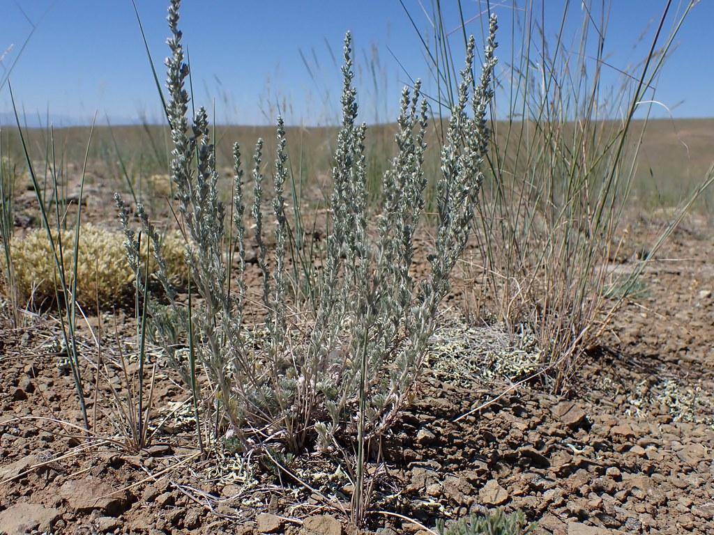 Silver-green leaves on gray-green stalks.