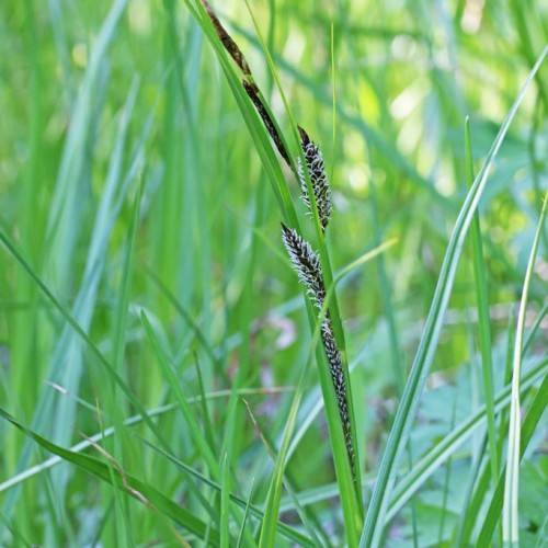 grey-brown spikelets, green foliage and stems