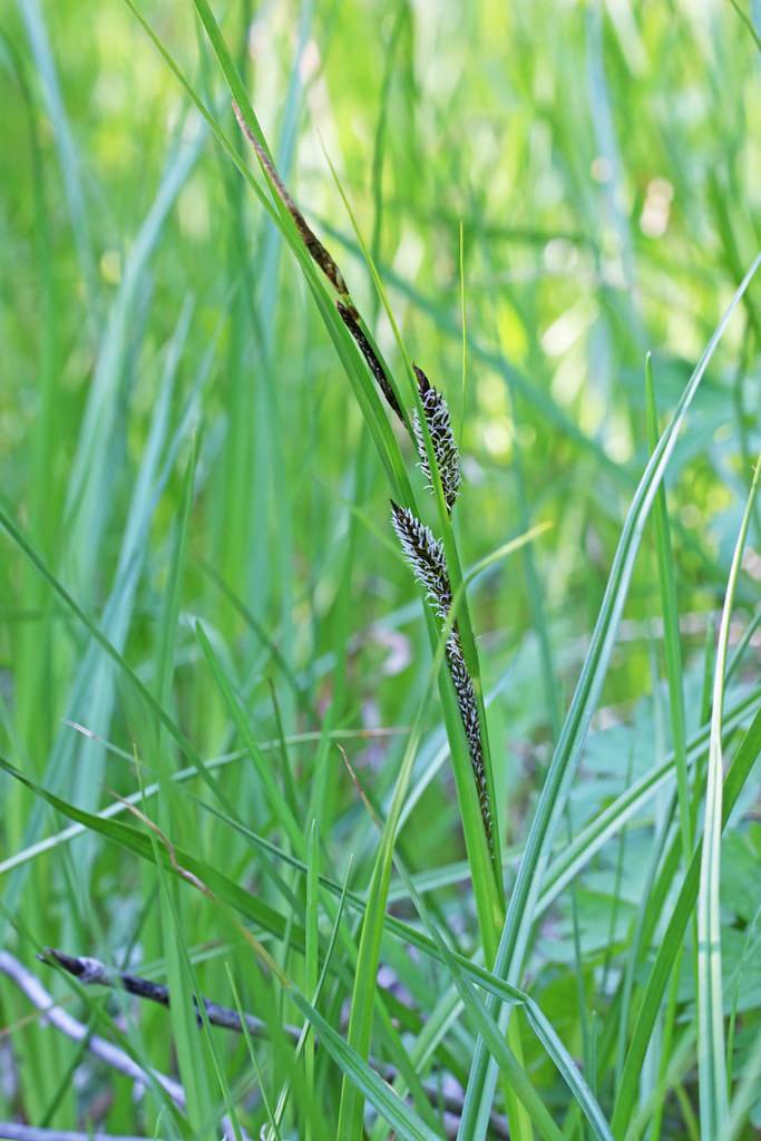 grey-brown spikelets, green foliage and stems