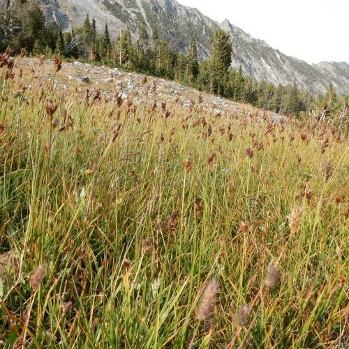 dark-brown spikelets with beige-green foliage and stems