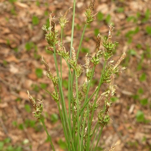 Dark-green-cream foliage.