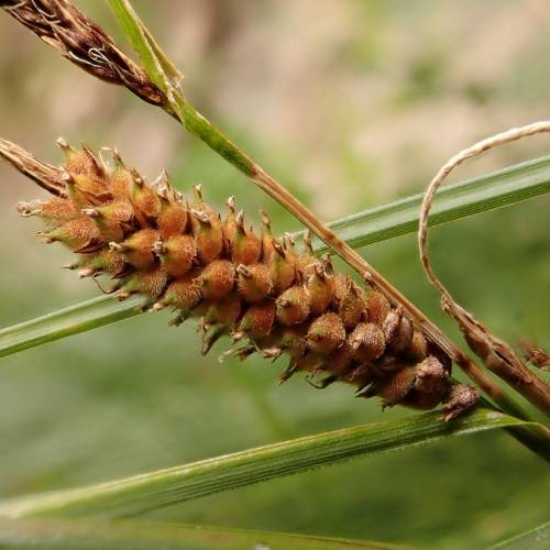 lime-brown spikelets, with green foliage and stems