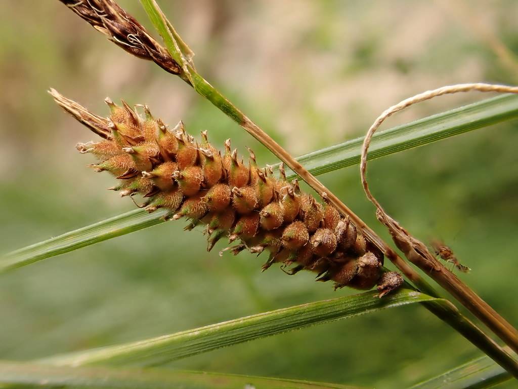 lime-brown spikelets, with green foliage and stems