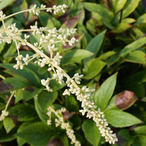 Lime-green stems with green leaves and white-green flowers.